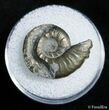 Small Pyritized Jurassic Ammonite Cheltonia - England #2397-1